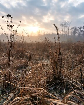 Golden sunset over brown winter field, vast rural landscape with dried meadow plants and distant forest silhouettes