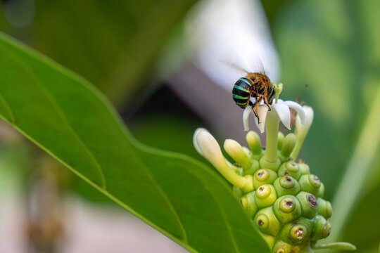 Macro of exotic blue banded bee hovering and pollinating white flower of green noni fruit