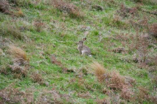 Wild rabbit sits in green grass and small tussocks in New Zealand
