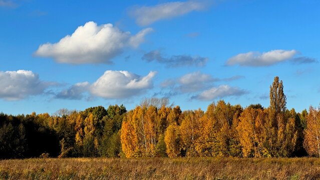autumn landscape with trees and sky