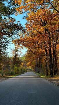 road in autumn forest