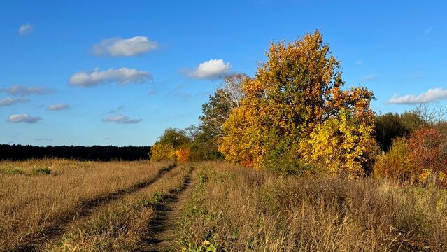 autumn landscape with trees