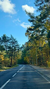 road in autumn forest