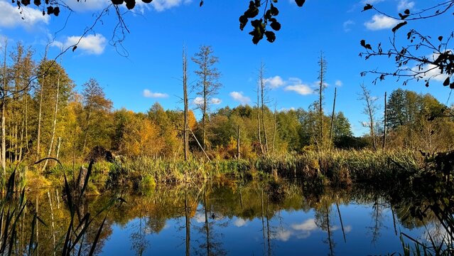 Autumn trees by the pond.