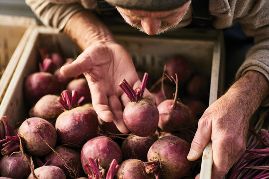 A farmer inspects freshly harvested beets, showcasing the vibrant colors and textures while highlighting the importance of sustainable farming practices.