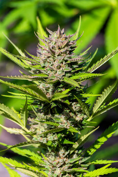 A legal Banana OG Auto cannabis plant grows outdoors in W�rzburg