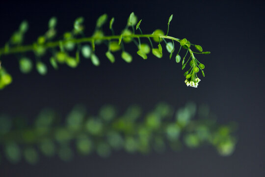 Green spring bouquet with small clustered flowers against dark