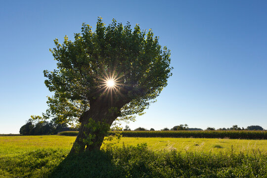 Pollard willow tree in sunlit meadow at Bislicher Insel near Xanten