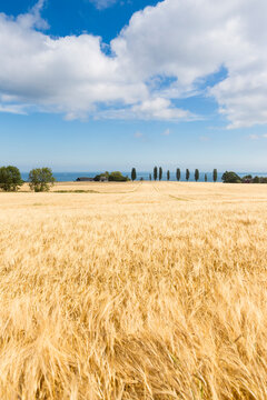 Wheat field near Baltic sea coast in Bornholm Denmark
