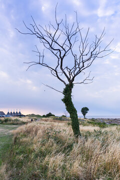 Dead tree and smokehouse on Baltic sea coast in Bornholm, Denmark