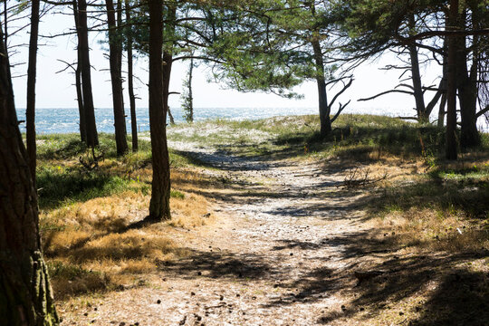 Beach with pine tree forest and sandy path at Strandmarken