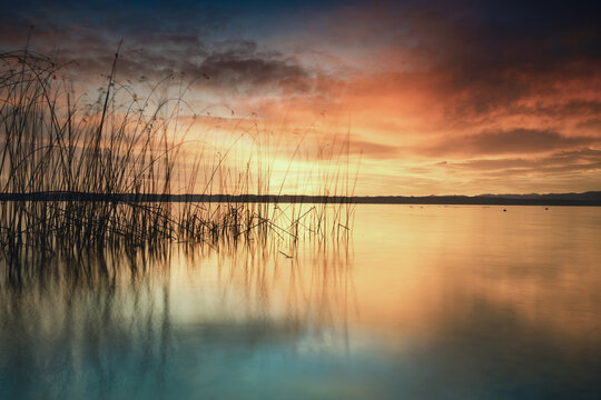 Reeds reflecting on Lake Starnberg at sunrise in Bavaria, Germany