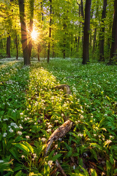 Wild garlic growing in forest at sunset in Saxony Germany