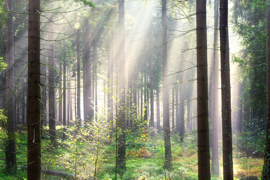 Forest with sun rays shining through trees in summer in Braunlage