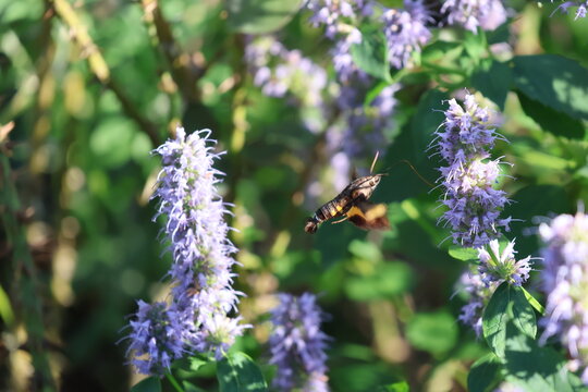 A hummingbird moth sipping nectar from a Korean mint flower