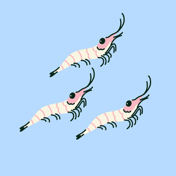 Three Arctic Krill Swimming in Blue Water, Small Pink Marine Crustaceans with Long Antennae, Hand Drawn Ocean Life Illustration for Marine Biology, Polar Ecosystem Education and Wildlife Guides
