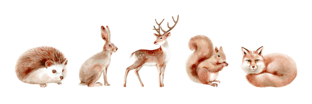 Watercolor forest animals set with hedgehog, hare, deer, squirrel and sleeping fox isolated on white background. Woodland wildlife collection. Isolated illustration