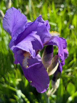 Bearded Iris purple delicate flower with dew on petals vertical 