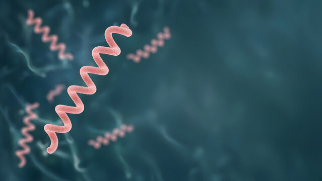 3D microscopic render of several corkscrew-shaped spirochete bacteria drifting in a soft translucent fluid