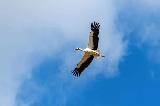 White stork - Ciconia ciconia - , soaring with broad wings outstretched against a cloud dappled blue sky, conveying freedom and the seasonal movement of wildlife in open air