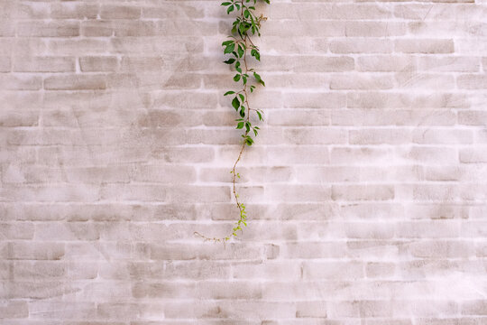 Fresh green vine with small leaves gently growing downwards against a textured, light colored brick wall, creating a natural and earthy backdrop with a strong sense of organic growth