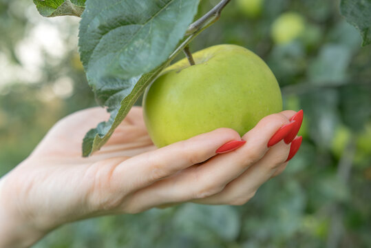 Female hand with red nails gently cradling a ripe green apple on the tree, evoking organic harvest, fresh healthy produce, autumn abundance and careful hands on picking