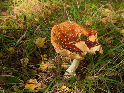 Fly agaric mushroom Amanita muscaria in autumn forest floor with red cap broken edge and fallen yellow birch leaf. Poisonous fungus growing in wild green grass woods natural environment background.