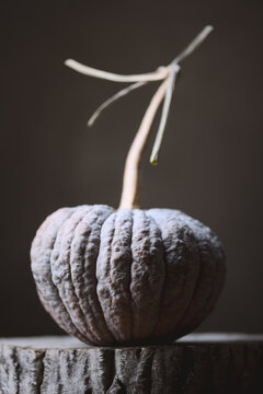 Pale heirloom black futsu pumpkin with long curved stem on stone pedestal in soft light. Rustic autumn composition with squash and minimalist styling