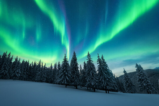 Flowing green northern lights illuminate a snowy evergreen forest beneath a star-filled sky. Aurora Borealis and untouched snow create a serene winter wilderness landscape