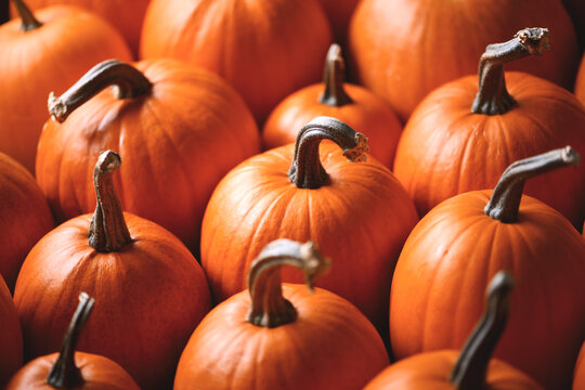 Decorative pumpkins tightly grouped in warm moody autumn composition. Rustic harvest background with squash and Thanksgiving color palette
