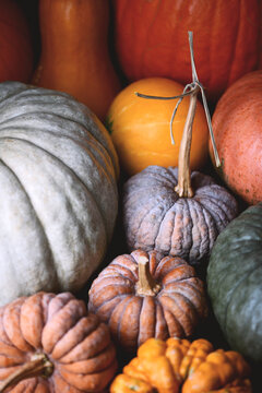 Colorful pumpkins arranged in close crop with layered seasonal textures. Autumn harvest composition with squash and warm rustic atmosphere