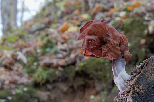 A mushroom (giant false morel) growing on a tree trunk in the autumn forest.