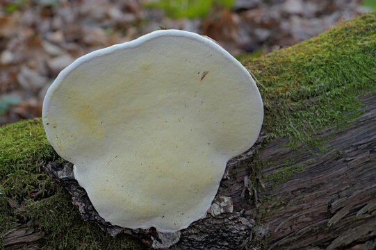 Mushrooms, birch polypore, growing on a tree trunk in the autumn forest.