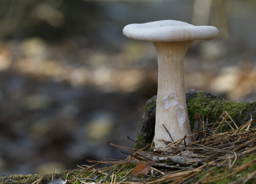 White mushroom growing in autumn forest on a sunny day.