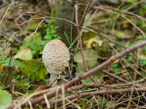 Young parasol mushroom Macrolepiota procera edible wild fungus with scaly cap growing on forest floor in autumn woodland environment natural nature photography dry branches outdoor closeup scene.