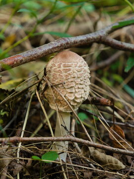 Close up shot of single young edible parasol mushroom Macrolepiota procera with textured scaly brown cap standing vertically on ground among dry twigs and forest litter in autumn woodland environment.