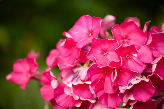 Cluster of red phlox flowers with soft petal texture and vivid tones, growing in garden with blurred green background, natural lighting and shallow depth of field, summer flowering ornamental plant