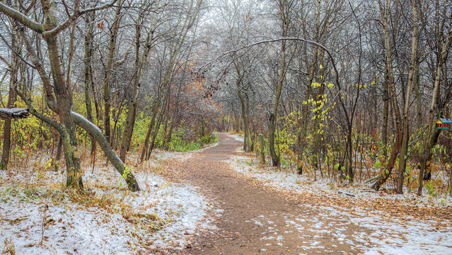 First Snowfall on a Winding Woodland Trail in Late Autumn