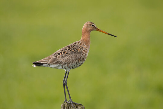 Godwit, Limosa limosa