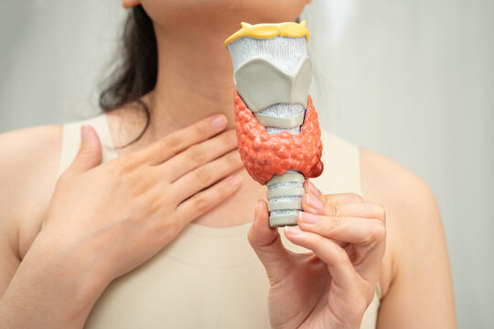 Hyperthyroidism, Overactive Thyroid, Thyroid Lymphoma, Asian woman with thyroid gland human anatomy model.