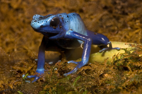 Closeup portrait of Blue Poison Dart Frog, Dendrobates azureus