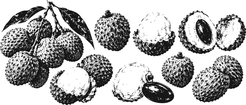 Lychee fruit cluster and peeled lychees with seed detailed black ink sketch set exotic tropical fruit illustration