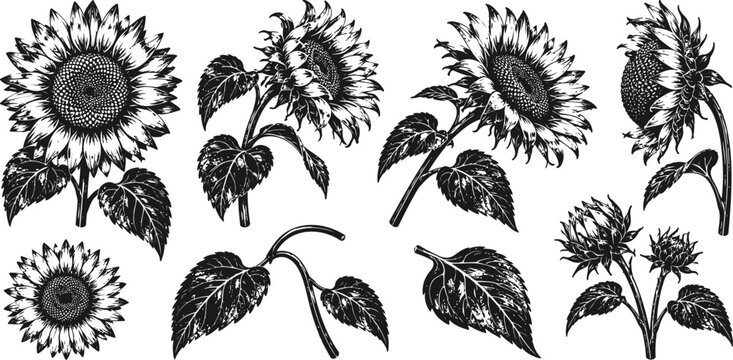 black and white sunflower illustrations with detailed petals and leaves, botanical floral vintage design elements