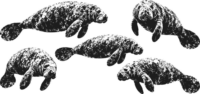 manatees swimming illustration aquatic mammals underwater hand drawn sea creatures, marine wildlife sketches in black and white