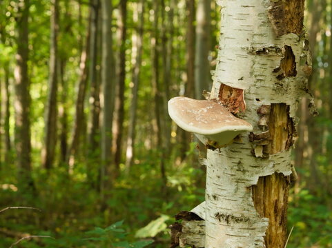 Wide angle shot of bracket fungus growing on white birch tree trunk with blurred forest background of vertical tree trunks in natural woodland environment during daylight.