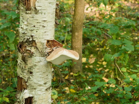 Close up shot of wild bracket fungus or tinder mushroom growing on the trunk of a white birch tree in a green forest ecosystem during autumn season natural nature photography.