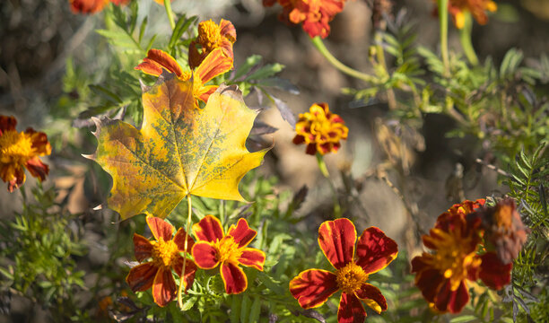 Close-up of a bright yellow maple leaf lying on green foliage and red-yellow marigold flowers in an autumn garden
