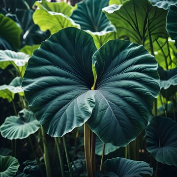 Giant elephant ear leaf close up in lush tropical garden