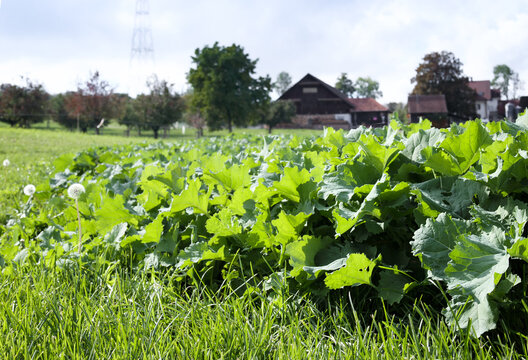 Forage kale field in front of defocused farmhouse. Brassica napus or forage kale field next to cattle pasture. Used as livestock feed. Lucerne, Switzerland. Selective focus.