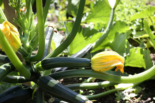 Zucchini plant in garden. Multiple green zucchinis growing with yellow blossom. Close up. Low angle view of summer garden. Known as courgette, baby marrow or summer squash. Selective focus